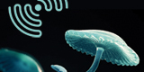 interchill spores
