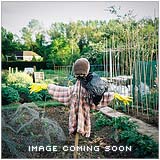 image coming soon